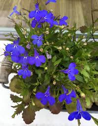 Image result for foto Lobelka