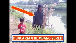 Samudera misteri #kajianbudaya bunga serai sebagai media mistik. Pencarian Kembang Sereh Youtube