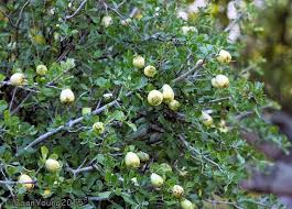 Image result for Garcinia volkensii