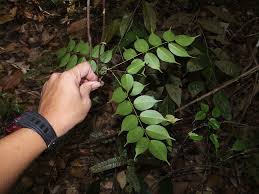 Image result for Rourea