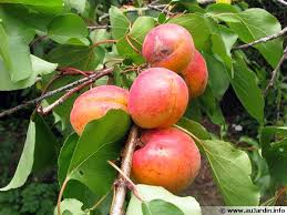 L'emplacement des arbres fruitiers doit être tel que l'ensoleillement soit maximal. La Taille Des Arbres Fruitiers A Noyaux