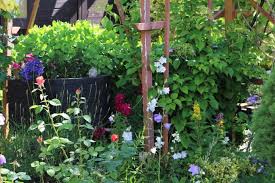 Bluhende Heckenpflanzen Diese 18 Sorten Bringen Farbe In Die Hecke