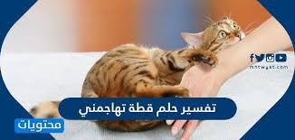 تفسير حلم قطة تهاجمني موقع محتويات