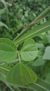 Image result for Rhynchosia holosericea