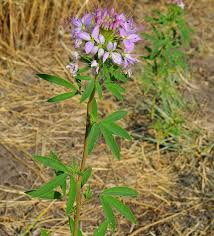 Image result for Cleome schimperi