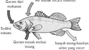 Pengertian Adaptasi Morfologi Dan Contohnya Penyuluh