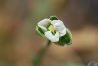 Image result for Butomopsis