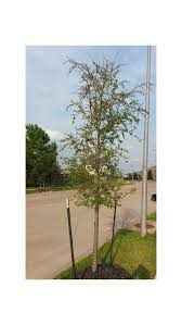 Check spelling or type a new query. Slow To No Growth On Live Oak