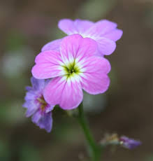 Image result for Malcolmia maritima