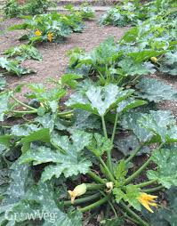 Summer squash hills should be placed 3 feet apart each way; Growing Zucchini From Sowing To Harvest