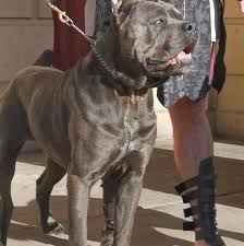 See more ideas about cane corso, cane corso dog, corso dog. Barbarian Corso Kennel Fci Registered Cane Corso Breeders Uk Home Facebook