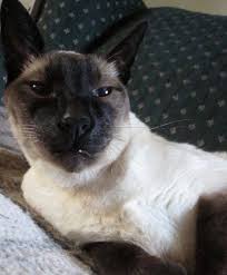 Age Chart And A Tip Cats And Kittens Cat Ages Cat Care