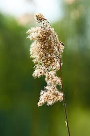 Image result for Phragmites australis
