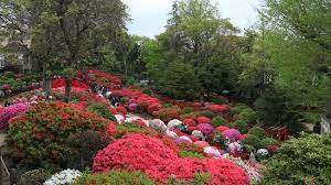 Azalea Festival In Nezu Shrine Azalea Festival Azaleas Festival