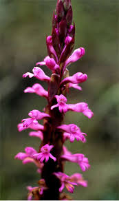 Image result for Satyrium macrophyllum