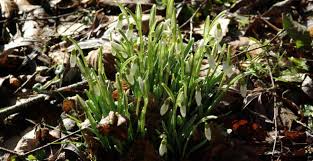 Mettez autour du pot quelques plantes en pot plus basses qui font de l'ombre. Quelles Plantes Pour Un Jardin Ou Un Balcon A L Ombre M6 Deco Fr