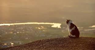 But someone else told me, if the cat goes without eating for to long it can be harmful to their health. How Long Can A Cat Live Without Water Zooawesome