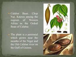 Image result for Physostigma