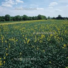 Image result for Sinapis arvensis