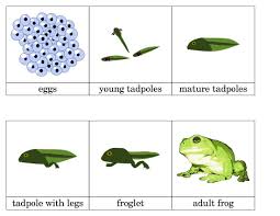 Life Cycle Of Frog Lifecycle Of A Frog Frog Life Cycle Printable Frog Life