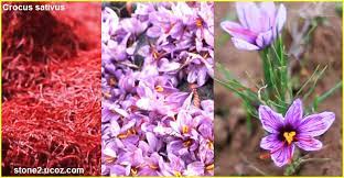 الزعفران او حص العطري crocus sativus قسم النبات العطري نبات عطري معلومان عامه معلوماتية crocus plants tri