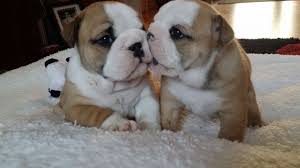 We would like to show you a description here but the site won't allow us. Free English Bulldog Puppies Near Me Online Shopping