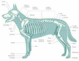 pin ot polzovatelya 田中 蜜柑 na doske tutorialy pro zhivotnyh anatomiya zhivotnyh eskizy zhivotnyh risunki zhivotnyh