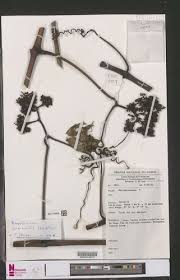 Image result for Ampelocissus abyssinica