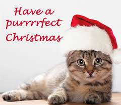 Print out your personalized card and send it to your friends or family to wish them a merry christmas or a happy new year. Put A Santa Hat On Your Cat Photo To Make A Christmas Card By Jamesoneill Fiverr