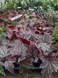 Image result for Begonia princeae