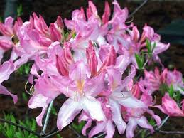 Native Rhododendron Azalea Prinophyllum Roseshell Rosy Pink Blooms Cinnamon Fragrance Zone 5