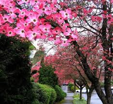We did not find results for: Flowering Dogwood Trees In Parking Strip Mid Century Garten Seattle Von Seattle Tree Services Consulting Houzz