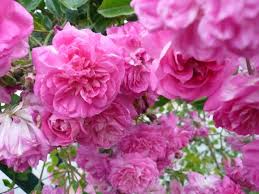 E no, non è la rosa, ma la peonia, la rosa senza spine. Rose Senza Spine O Quasi Niente Rose Senza Spine