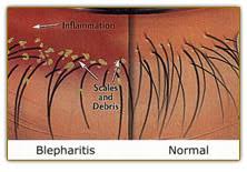Image result for Blepharis affinis