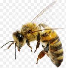 Bee Png Bee Png Image Free Bee Picture Png Download 429 442 Png Download Free Transparent Background Bee Png Png Download Bee Pictures Bee Bee Painting