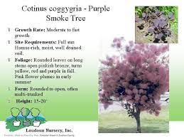 Purple Smoke Bush Now This Little Charmer Starts Out As A Little Shrub Looking Guy But Grows Over Time In To This Wond Smoke Tree Smoke Bush Purple Smoke Bush