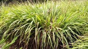 Image result for Cymbopogon nardus