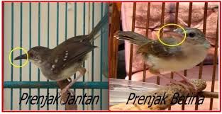 Gambar sikatan betina dan jantan jawa. Gambar Burung Ciblek Semi Jantan Dan Betina Gambar Burung Wallpaper