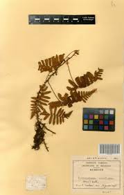 Image result for Arthropteris orientalis