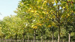 Image result for Broussonetia