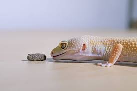 Check spelling or type a new query. Feeding Leopard Geckos How Much And How Often Feeding Chart Guide Pet Keen