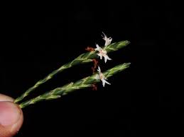 Image result for Elytraria