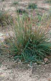Image result for Heteropogon contortus