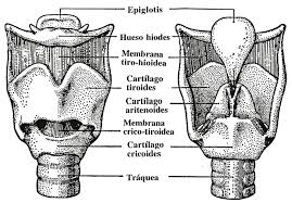 Resultado de imagen de cartilago cricoides