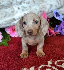 Black And Tan Labrador For Sale Mini Dachshund Puppies For Sale Black Tan Doxie Breeder Short Hair Pups Dachshund Dachshund Puppies Dachshund Puppies For Sale Mini Dachshund