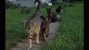 Tips and techniques for caregivers by casey wright paperback $5.99. Animal Lover Needs Help W Feral Cat Colony By Celestial Firekitty