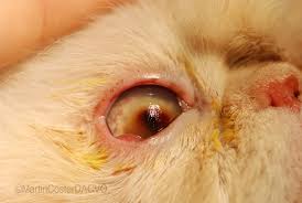 If both eyes were to get infected at the as with any new technology, laser cataract surgery costs more than traditional cataract surgery. Feline Corneal Sequestrum Mspca Angell