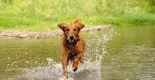 If you want to join a club with more members and more events, the akc may be better targeted for you. Home United Kennel Club Ukc