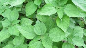 Image result for Boehmeria macrophylla