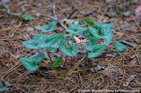 Image result for Aristea angolensis